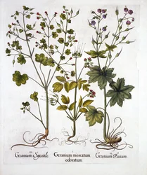 Hardy Geraniums, de Hortus Eystettensis, par Basil Besler, pub. 1613